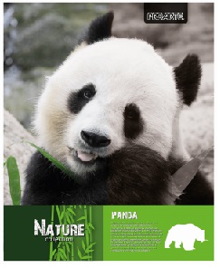 CUADERNO UNIVERSITARIO PROARTE NATURE M7 ESPIRAL DOBLE 100 HOJAS TAPA DURA